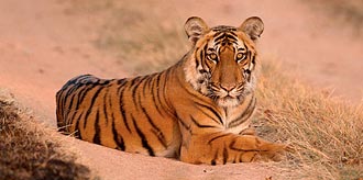 Summer Wildlife Camp