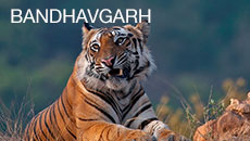 Bandhavgarh Bandhavgarh