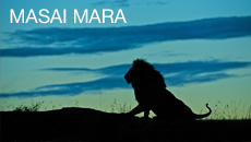 Masai Mara Masai Mara