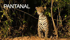 Pantanal Pantanal