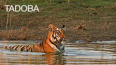 Tadoba Tadoba