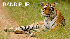 Bandipur