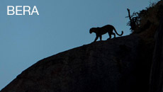 Bera
