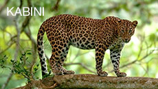 Kabini