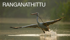 Ranganathittu