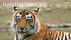 Ranthambhore