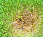 wheatgrass-mold