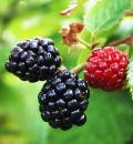 Arapaho Blackberry