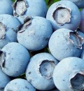 Blueray Blueberry