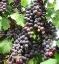 Fox Grape
