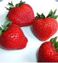 Allstar Strawberry