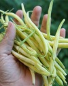 Bush Bean