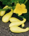 Summer Squash