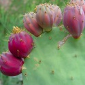 Pricklypear cactus