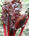 Swiss Chard