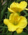 Daylily
