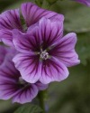 Coleus