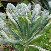 Dinosaur Kale Dinosaur Kale