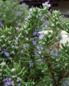 Rosemary