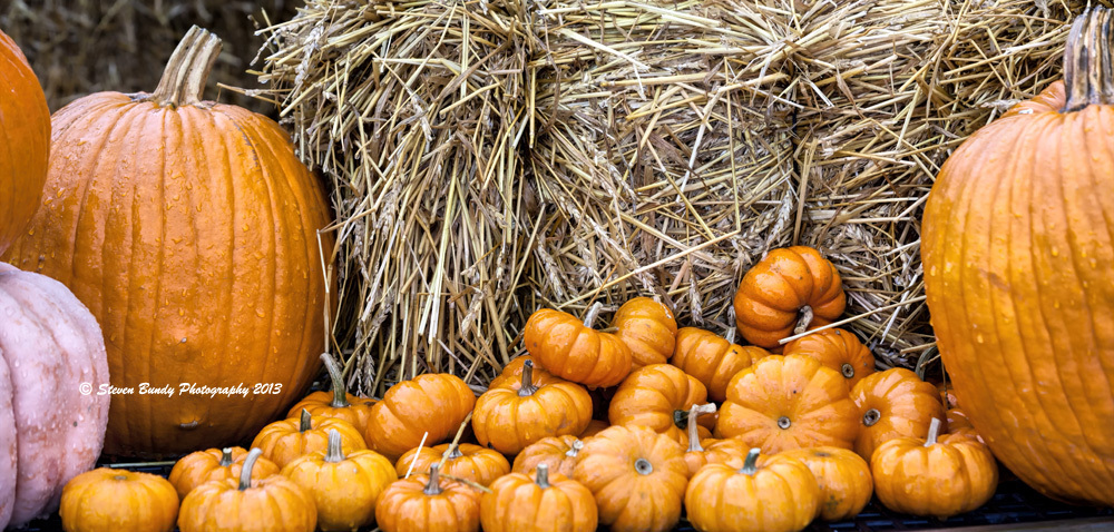 Harvest Pumpkins