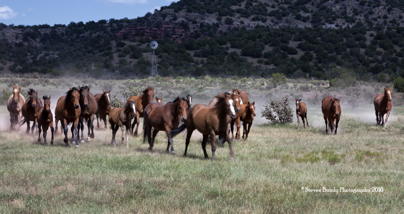 San Cristobal Ranch Horses