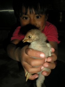 Boy Offering Chick