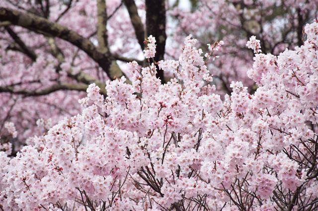 Floración del sakura