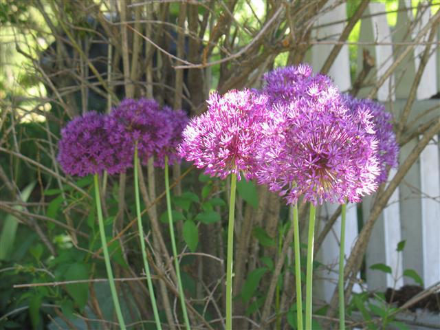 Purple flowers