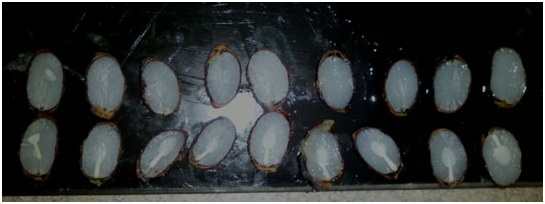 Spoon Images Suggest a Snowy Winter