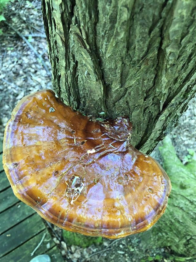 Tree and mushroom living in symbiosis