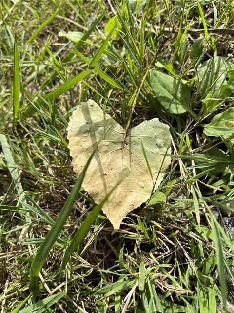 heart leaf