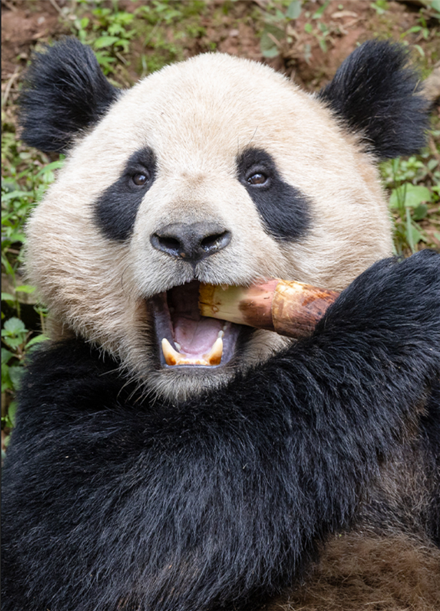 An image of a panda eating bamboo.