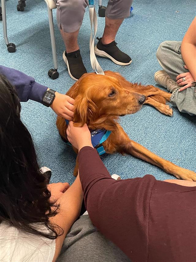 An image of a therapy dog with ucsd students.