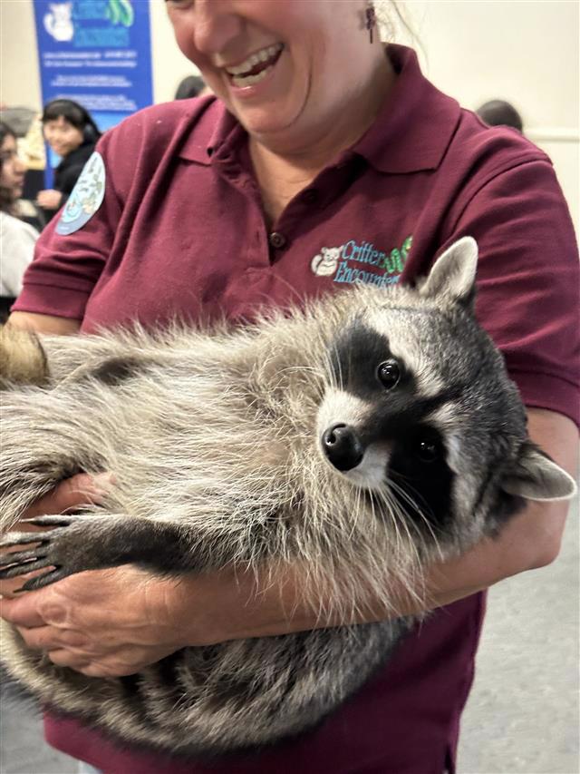 A photo of remy the raccoon from critter encounters.