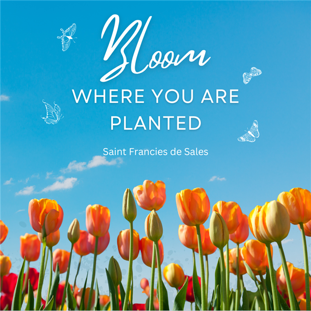 A graphic of flowers with a quote that says "Bloom where you are planted." - Saint Francies de Sales 
