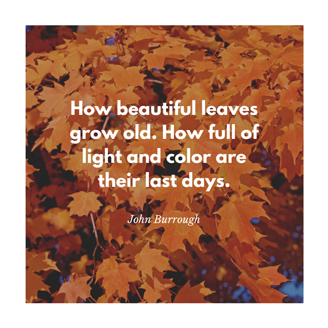A graphic with a quote that says "How beautiful leaves grow old. How full of light and color are their last days." John Burrough