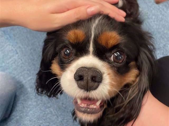 A graphic of one of our de-stress pups!