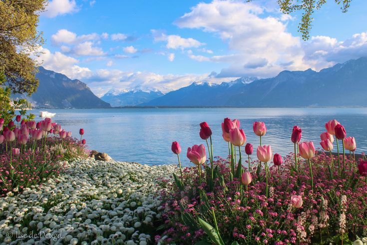 A a graphic of view of the mountains with flowers.