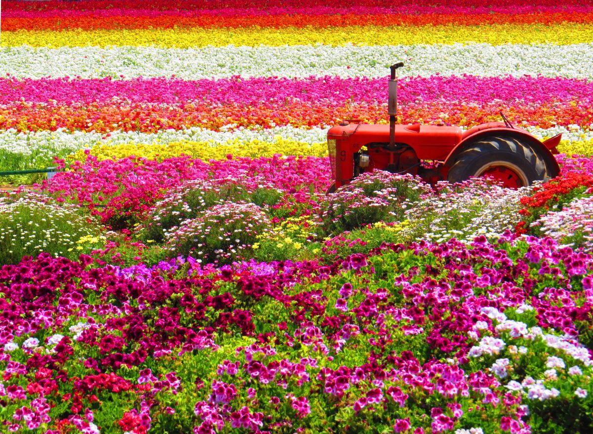 A graphic of the Carlsbad flower fields