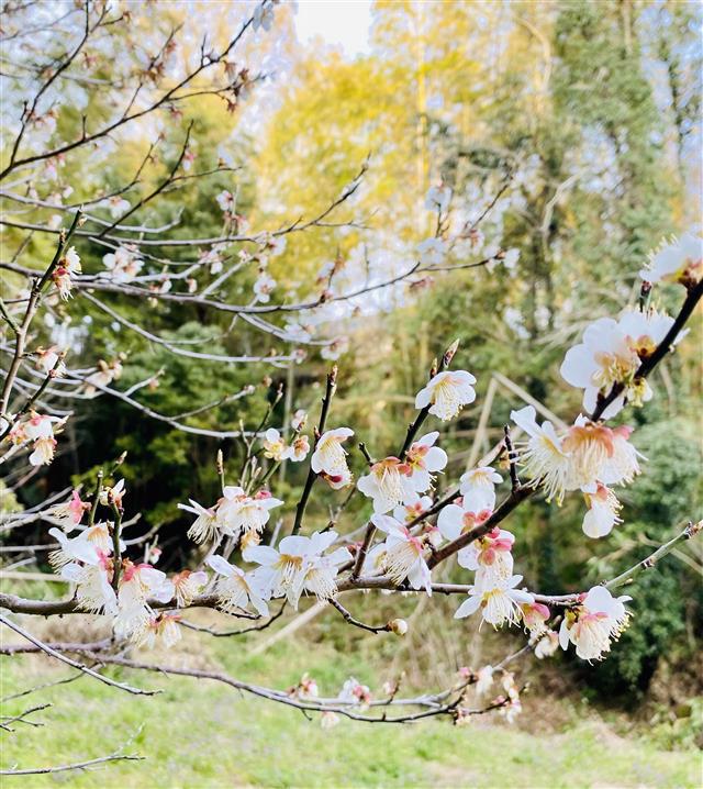 社会保険労務士法人WISE