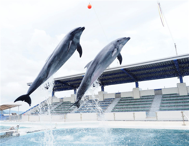 Diving in Japan