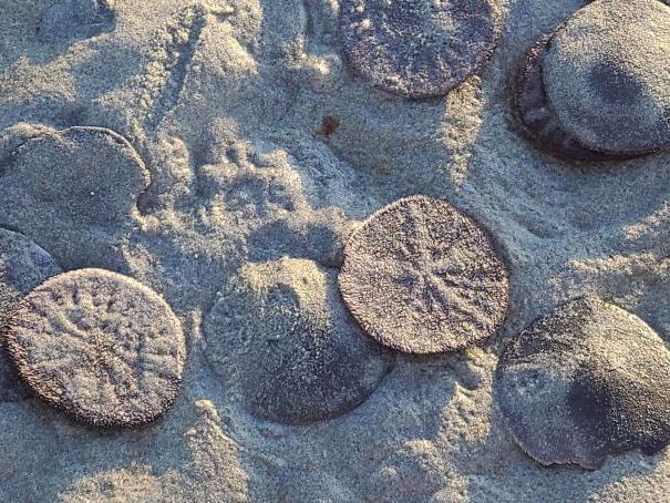 VIRegional.Newsletter@fnha.ca