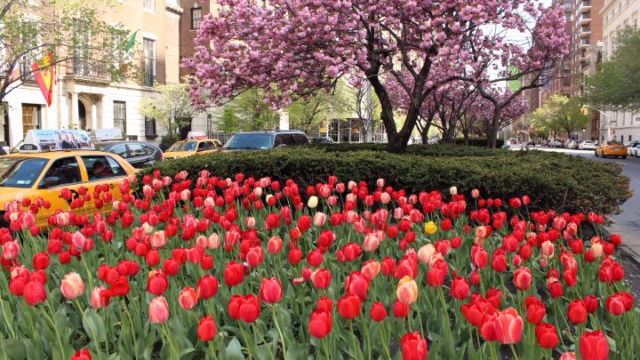 red tulips, pink blossoms on redbud tree, yellow taxis along Park Avenue NYC 2023