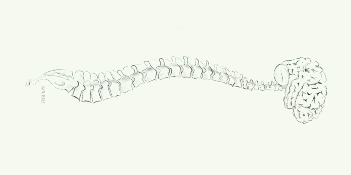Brain and spinal cord with time lapse of fill color moving up spine with rainbow spectrum of color. Credit: V. Hale