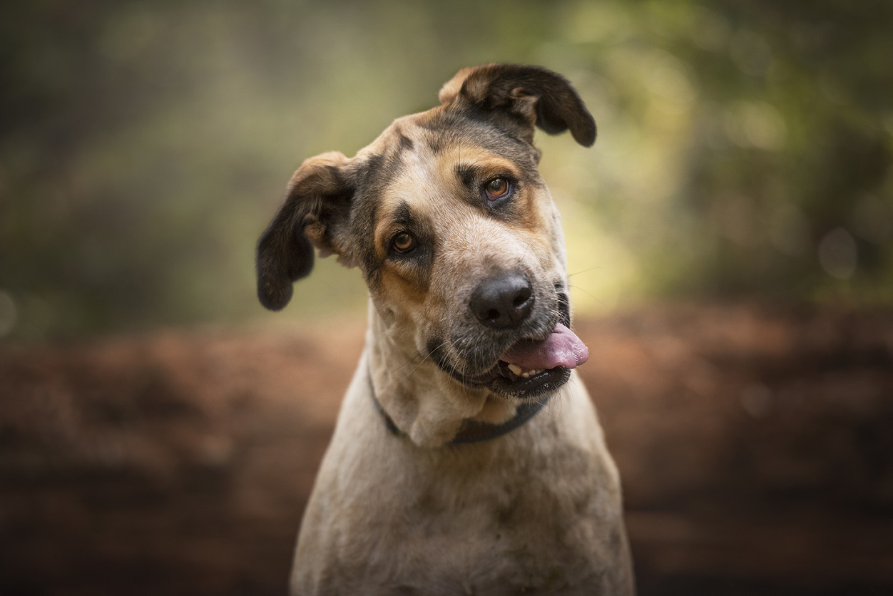 Feliz día del perro