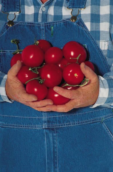 tomatoes