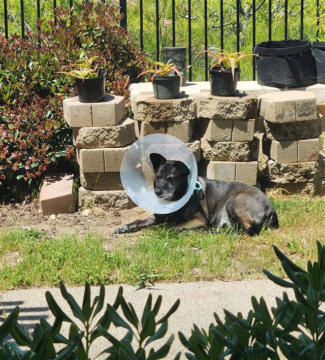 A photo of Loki (brown and black dog) wearing a cone and lying in patchy grass in the sunshine. There's a garden wall behind him.