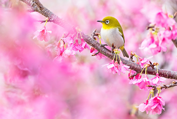 Cherry Blossom & Bird