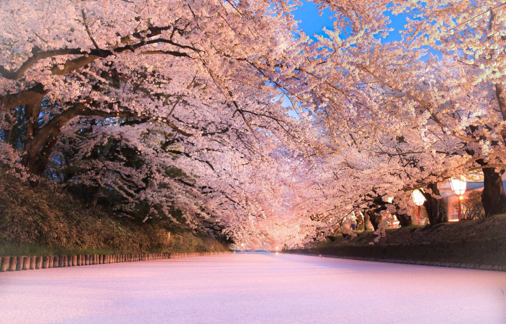 Japan Meteorological Corporation Announces First Cherry Blossom Bloom/Full Bloom Forecast for 2024