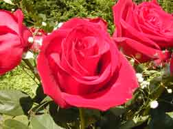 Roses
